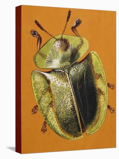 Green Tortoise Beetle (Cassida Viridis), Chrysomelidae-null-Stretched Canvas