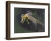 Green Tree Form: Interior of Woods-Graham Sutherland-Framed Giclee Print