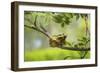 Green Tree Frog - Hyla Arborea - Two Tree Frogs Sitting next to Each Other on a Branch with a Beaut-Jana Krizova-Framed Photographic Print