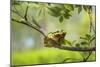Green Tree Frog - Hyla Arborea - Two Tree Frogs Sitting next to Each Other on a Branch with a Beaut-Jana Krizova-Mounted Photographic Print