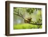 Green Tree Frog - Hyla Arborea - Two Tree Frogs Sitting next to Each Other on a Branch with a Beaut-Jana Krizova-Framed Photographic Print