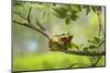 Green Tree Frog - Hyla Arborea - Two Tree Frogs Sitting next to Each Other on a Branch with a Beaut-Jana Krizova-Mounted Photographic Print