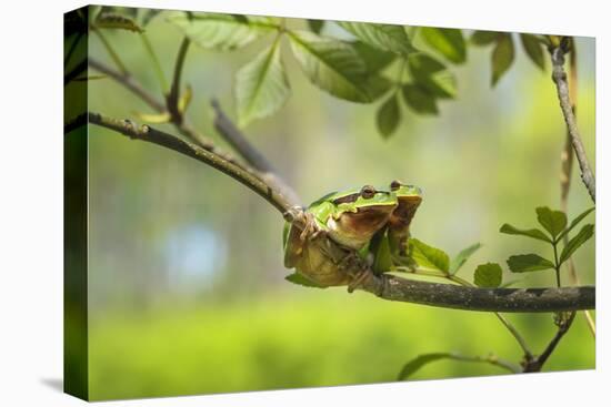 Green Tree Frog - Hyla Arborea - Two Tree Frogs Sitting next to Each Other on a Branch with a Beaut-Jana Krizova-Stretched Canvas