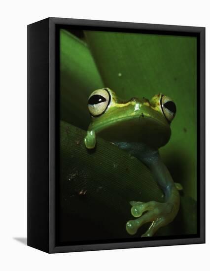 Green Tree Frog in Green Leaves-Joe McDonald-Framed Stretched Canvas