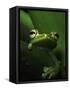 Green Tree Frog in Green Leaves-Joe McDonald-Framed Stretched Canvas