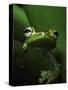 Green Tree Frog in Green Leaves-Joe McDonald-Stretched Canvas