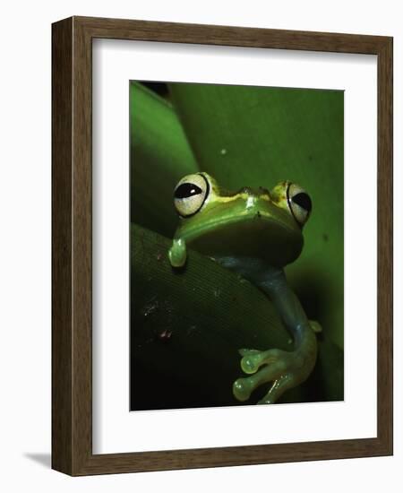 Green Tree Frog in Green Leaves-Joe McDonald-Framed Photographic Print