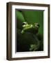 Green Tree Frog in Green Leaves-Joe McDonald-Framed Photographic Print