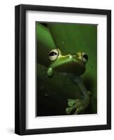 Green Tree Frog in Green Leaves-Joe McDonald-Framed Photographic Print