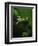 Green Tree Frog in Green Leaves-Joe McDonald-Framed Photographic Print