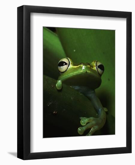Green Tree Frog in Green Leaves-Joe McDonald-Framed Photographic Print