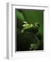 Green Tree Frog in Green Leaves-Joe McDonald-Framed Photographic Print