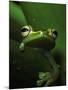 Green Tree Frog in Green Leaves-Joe McDonald-Mounted Photographic Print