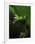 Green Tree Frog in Green Leaves-Joe McDonald-Framed Photographic Print