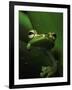 Green Tree Frog in Green Leaves-Joe McDonald-Framed Photographic Print