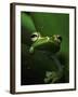 Green Tree Frog in Green Leaves-Joe McDonald-Framed Photographic Print