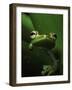 Green Tree Frog in Green Leaves-Joe McDonald-Framed Photographic Print