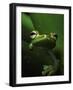 Green Tree Frog in Green Leaves-Joe McDonald-Framed Photographic Print