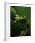 Green Tree Frog in Green Leaves-Joe McDonald-Framed Photographic Print