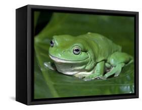 Green Tree Frog (Litoria Caerulea) on Leaf, Northern Territory, Australia-Steven David Miller-Framed Stretched Canvas