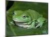 Green Tree Frog (Litoria Caerulea) on Leaf, Northern Territory, Australia-Steven David Miller-Mounted Premium Photographic Print