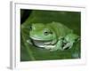 Green Tree Frog (Litoria Caerulea) on Leaf, Northern Territory, Australia-Steven David Miller-Framed Photographic Print