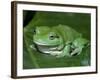 Green Tree Frog (Litoria Caerulea) on Leaf, Northern Territory, Australia-Steven David Miller-Framed Photographic Print