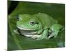 Green Tree Frog (Litoria Caerulea) on Leaf, Northern Territory, Australia-Steven David Miller-Mounted Photographic Print