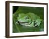 Green Tree Frog (Litoria Caerulea) on Leaf, Northern Territory, Australia-Steven David Miller-Framed Photographic Print