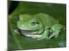 Green Tree Frog (Litoria Caerulea) on Leaf, Northern Territory, Australia-Steven David Miller-Mounted Photographic Print