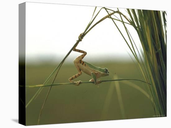 Green Tree Frog Moving Precariously From Branch to Branch, Brazil-Dmitri Kessel-Stretched Canvas