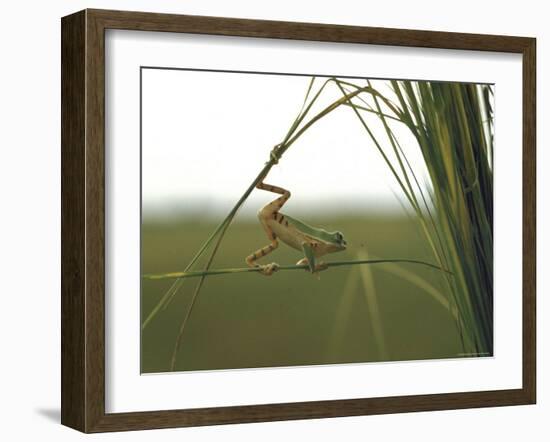 Green Tree Frog Moving Precariously From Branch to Branch, Brazil-Dmitri Kessel-Framed Photographic Print