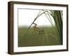 Green Tree Frog Moving Precariously From Branch to Branch, Brazil-Dmitri Kessel-Framed Photographic Print