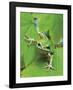 Green Tree Frog-Don Paulson-Framed Giclee Print