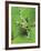 Green Tree Frog-Don Paulson-Framed Giclee Print