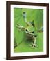 Green Tree Frog-Don Paulson-Framed Giclee Print