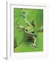 Green Tree Frog-Don Paulson-Framed Giclee Print