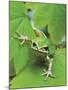 Green Tree Frog-Don Paulson-Mounted Giclee Print