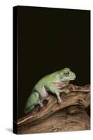 Green Tree Frog-DLILLC-Stretched Canvas