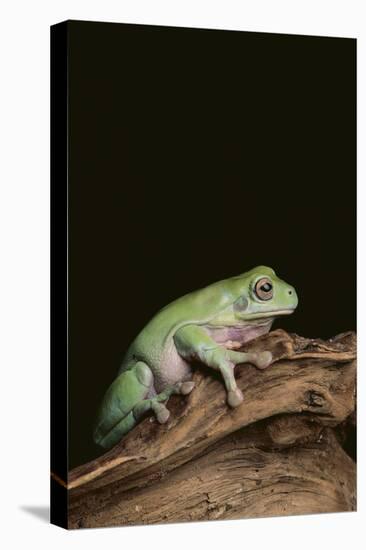 Green Tree Frog-DLILLC-Stretched Canvas