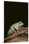 Green Tree Frog-DLILLC-Stretched Canvas