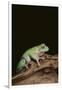 Green Tree Frog-DLILLC-Framed Photographic Print