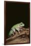 Green Tree Frog-DLILLC-Framed Photographic Print