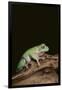 Green Tree Frog-DLILLC-Framed Photographic Print