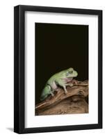 Green Tree Frog-DLILLC-Framed Photographic Print