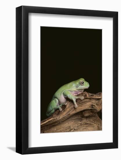 Green Tree Frog-DLILLC-Framed Photographic Print