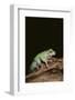 Green Tree Frog-DLILLC-Framed Photographic Print