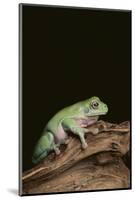 Green Tree Frog-DLILLC-Mounted Photographic Print