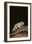 Green Tree Frog-DLILLC-Framed Photographic Print