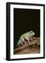 Green Tree Frog-DLILLC-Framed Photographic Print